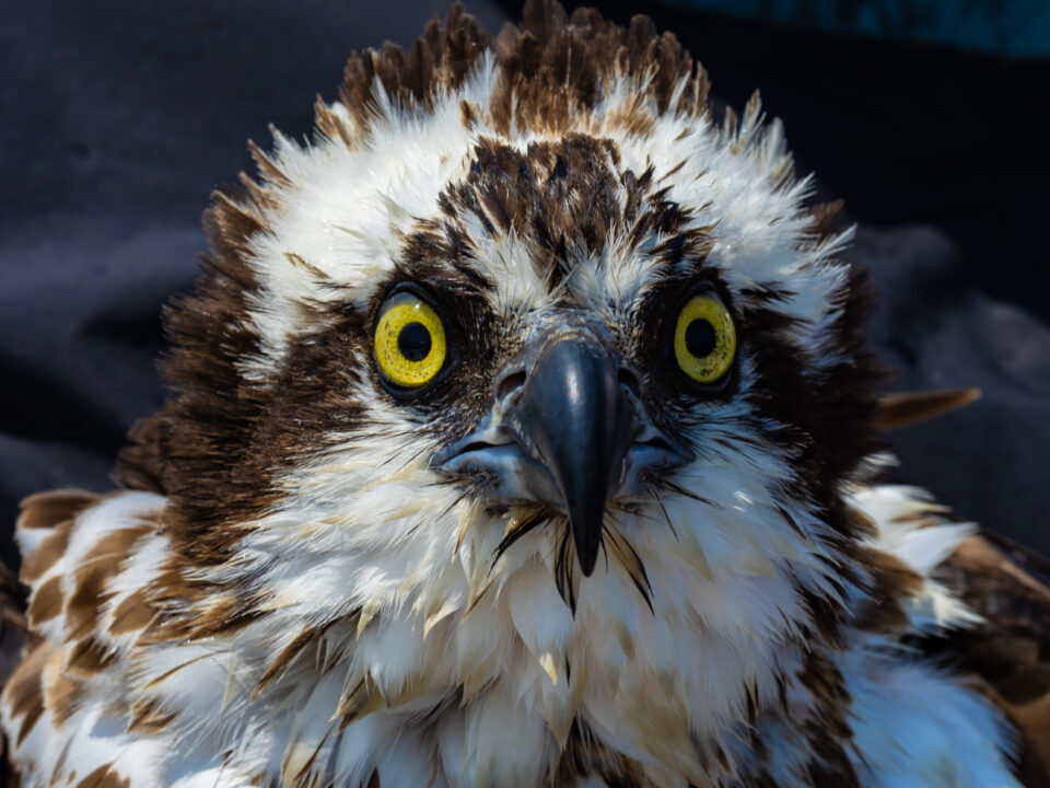 Adult female osprey on breeding territory in Virginia. Photo by Bryan Watts.